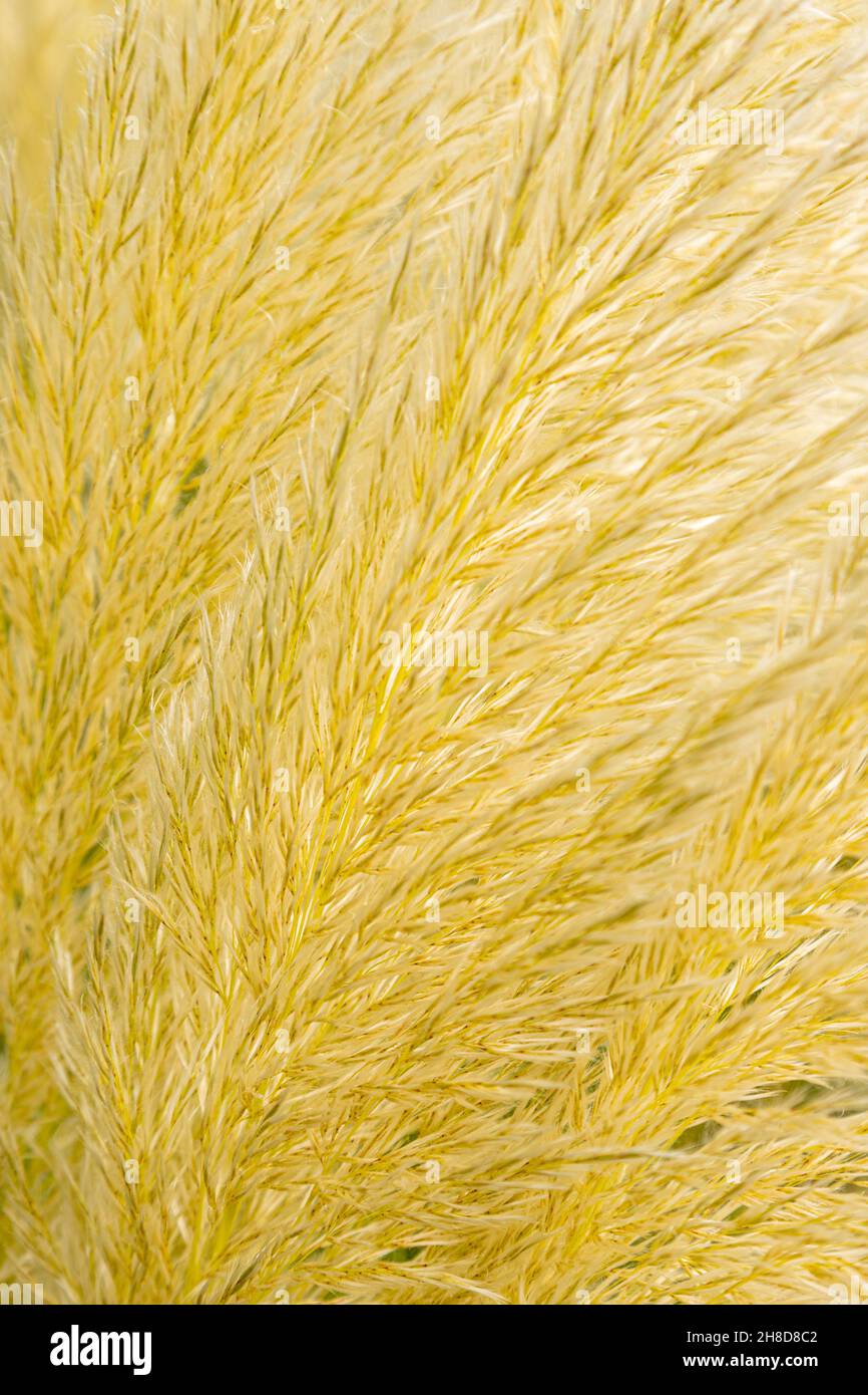 L'herbe de la pampa cortaderia selloana, Banque D'Images