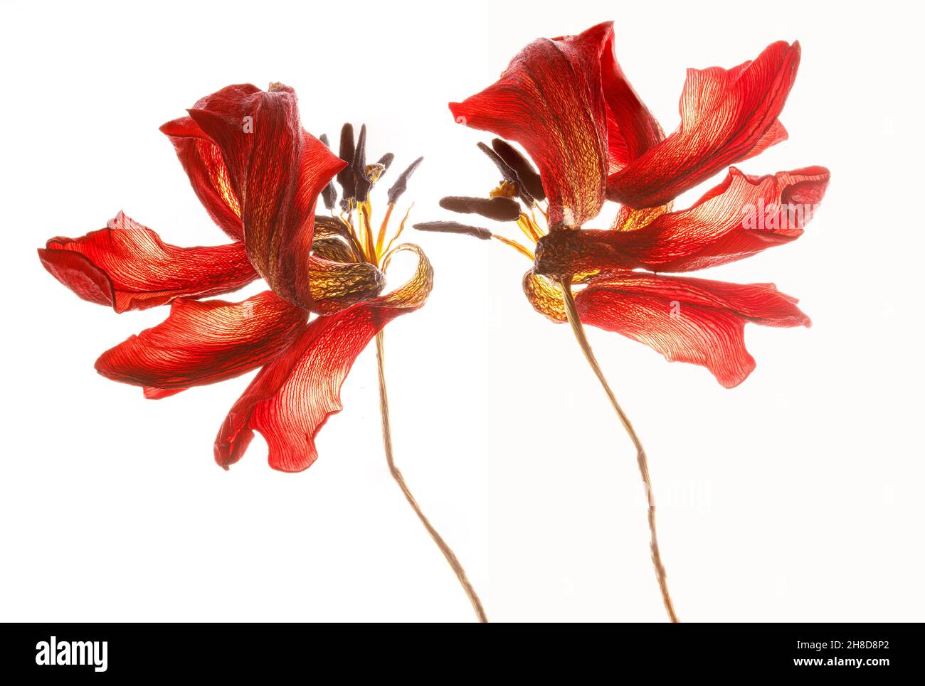 Tulipes créatives fanées sur fond blanc Banque D'Images