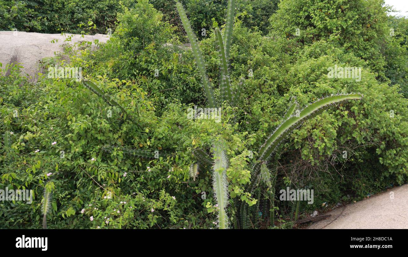 Parmi les vignes à feuilles persistantes est un type de plante de chapati qui pousse long (Cactus pterogonus) Banque D'Images