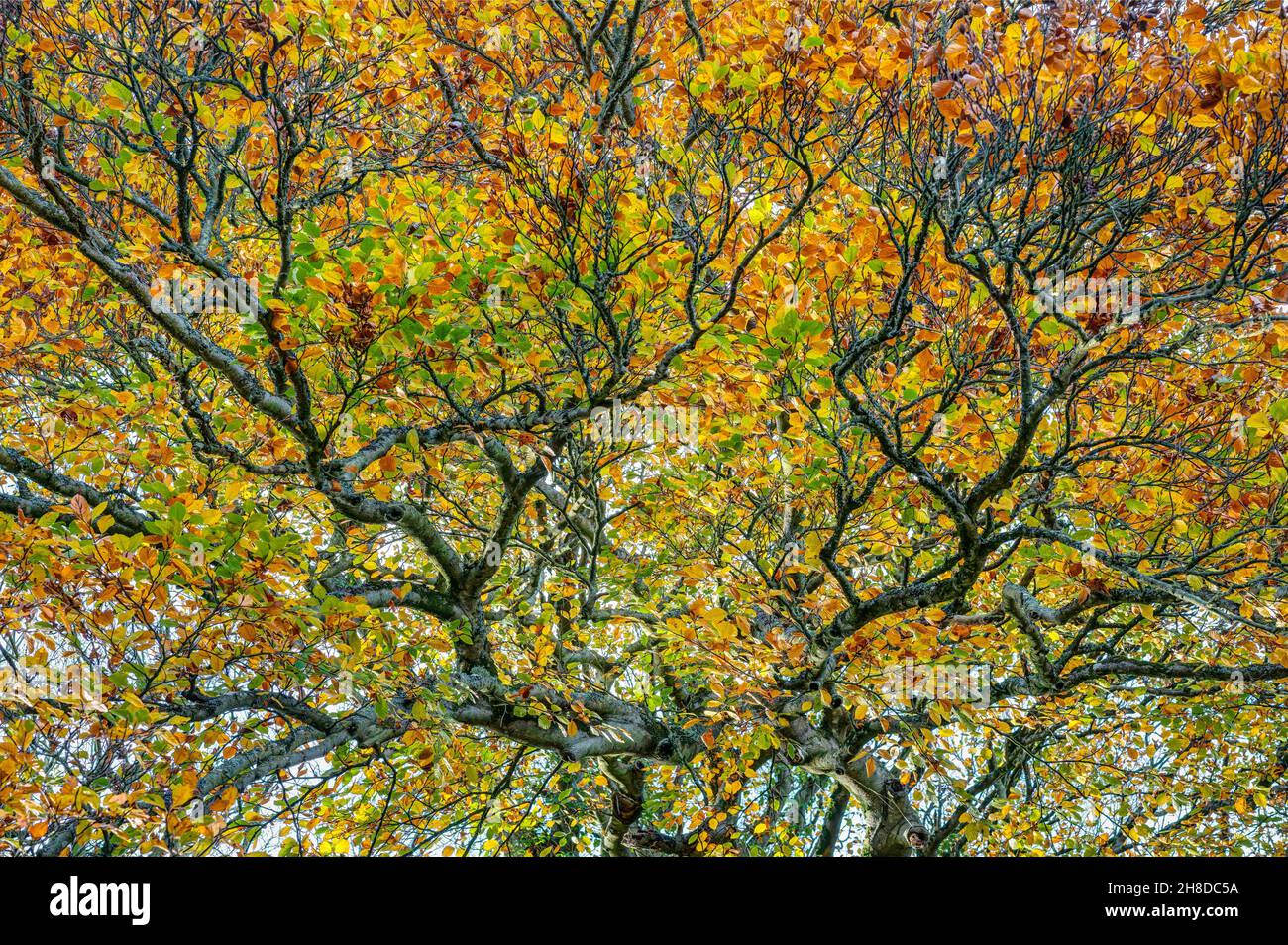 Le meilleur de la couleur des feuilles d'automne en Cornouailles, en Angleterre, avec des rouges, des bruns, des jaunes,oranges et verts.Le cadre photo est juste de l'auvent. Banque D'Images