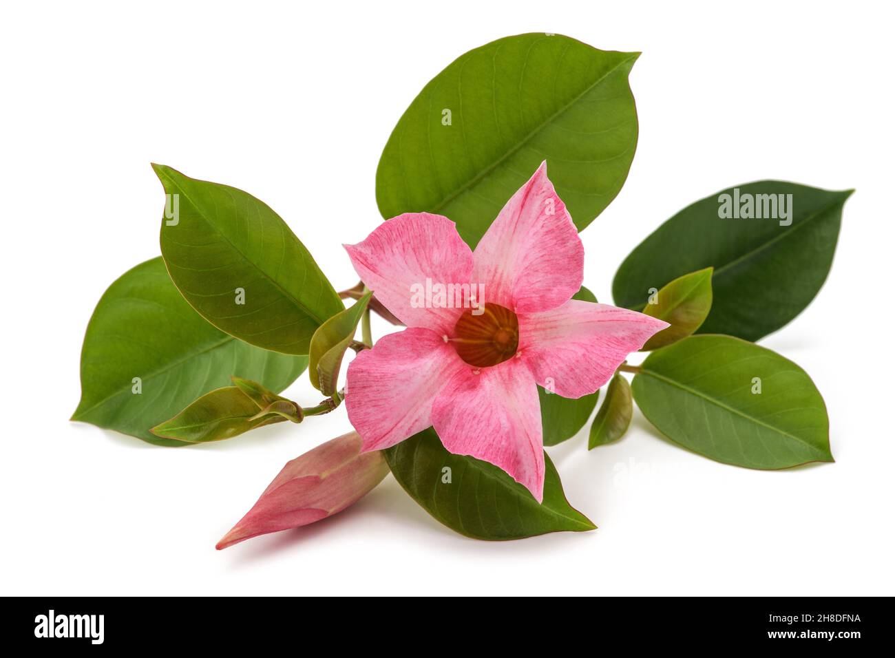 Fleur de mandevilla rose isolée sur fond blanc Banque D'Images