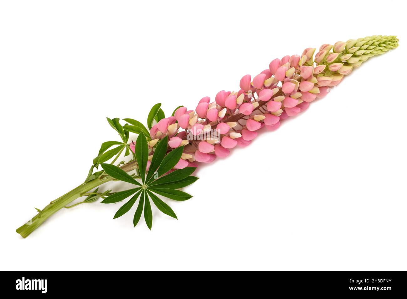 Fleur lupin rose isolée sur fond blanc Banque D'Images Fleur lupin rose isolée sur fond blanc Banque D'Images