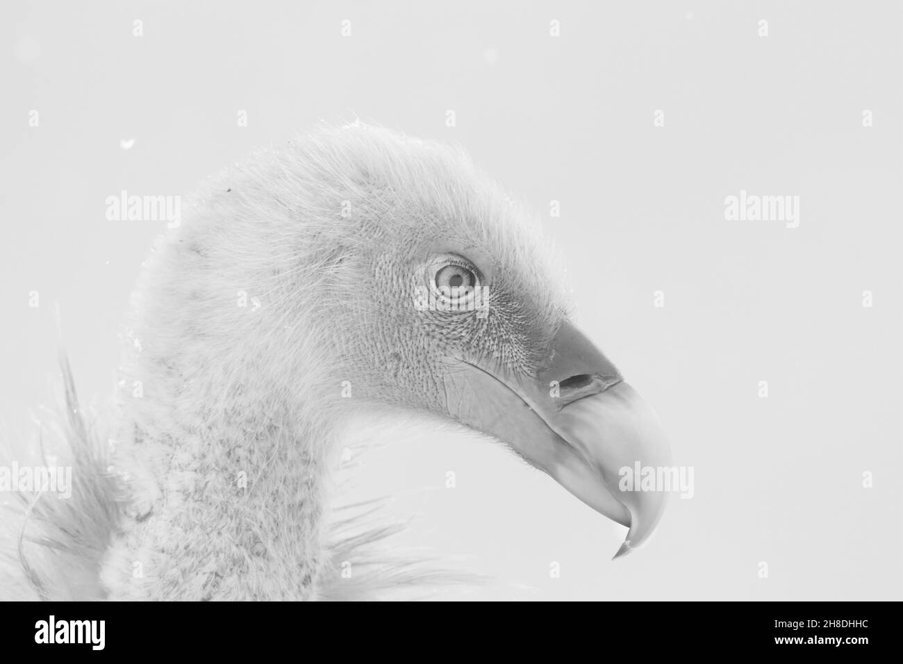 Cremenes, Castilla y Leon/Espagne; 26 janvier 2018.Portrait noir et blanc d'un vautour griffon dans la neige. Banque D'Images