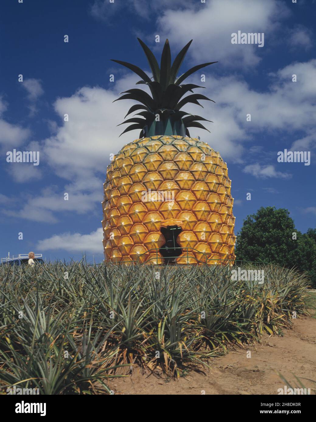 Australie.Queensland.Sunshine Coast.La grosse ananas. Banque D'Images