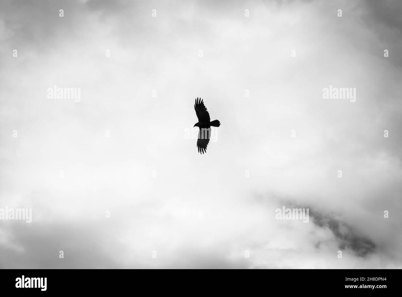 Échelle de gris d'un Laridae volant contre un ciel nuageux Banque D'Images
