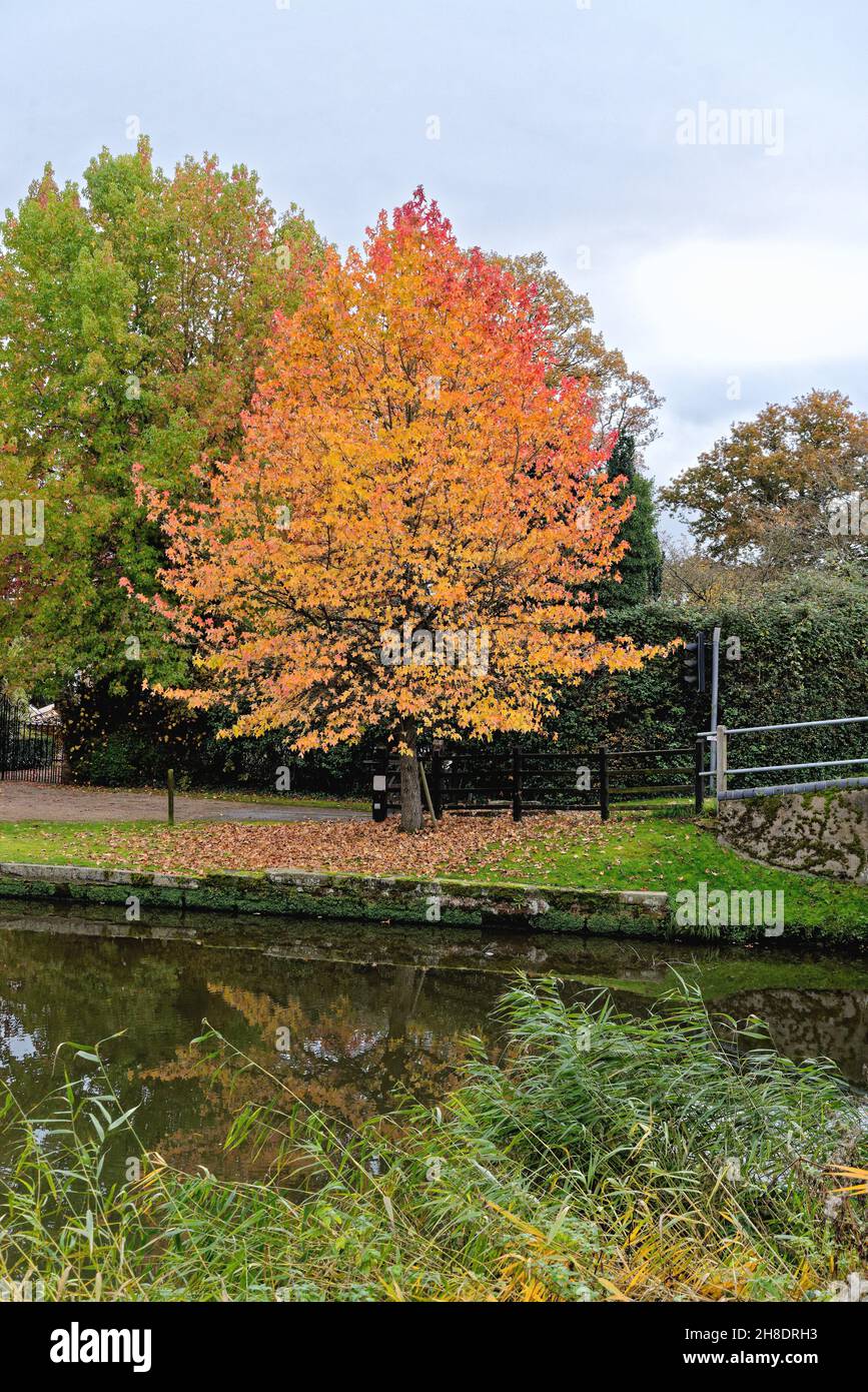 Un arbre de Liquidambar aux couleurs automnales sur le remblai au bord du canal de navigation de la rivière Wey dans la campagne de Surrey Ripley, Angleterre, Royaume-Uni Banque D'Images