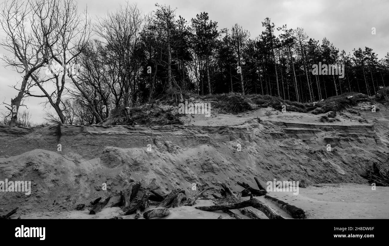 Arbres morts et forêt en voie de disparition, vue sur B&W, baie d'Authie, Berck sur Mer, pas de Calais,Picardie, Nord-Ouest de la France Banque D'Images