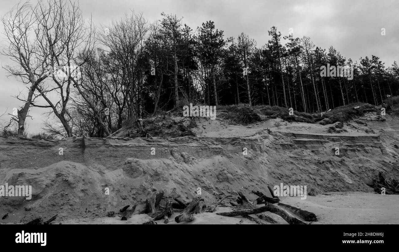 Arbres morts et forêt en voie de disparition, vue sur B&W, baie d'Authie, Berck sur Mer, pas de Calais,Picardie, Nord-Ouest de la France Banque D'Images