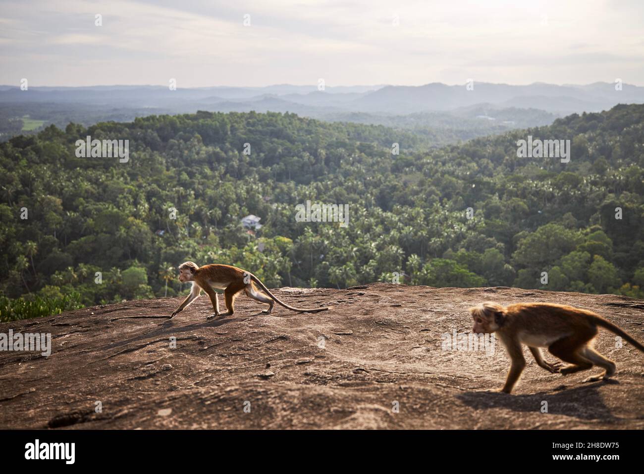 Deux singes mignons qui se promènent ensemble sur un rocher dans un paysage avec une forêt tropicale tropicale au Sri Lanka. Banque D'Images