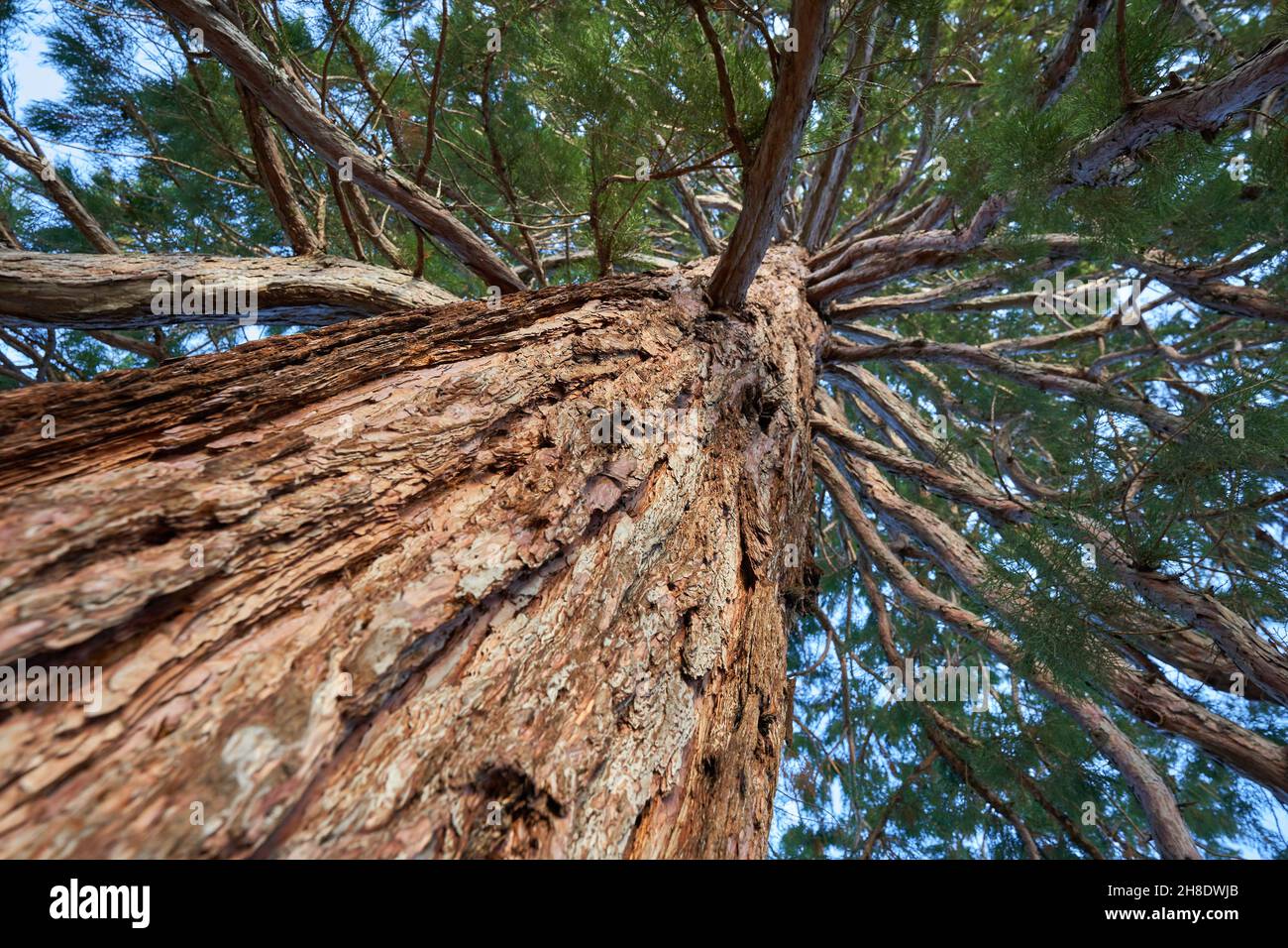 Sequoia (mammutbaum, sequoiadendron giganteum) avec écorce brune et aiguilles vertes.Semer en diagonale par rapport au dessous.Vue vers le haut.Printemps dans le parc. Banque D'Images