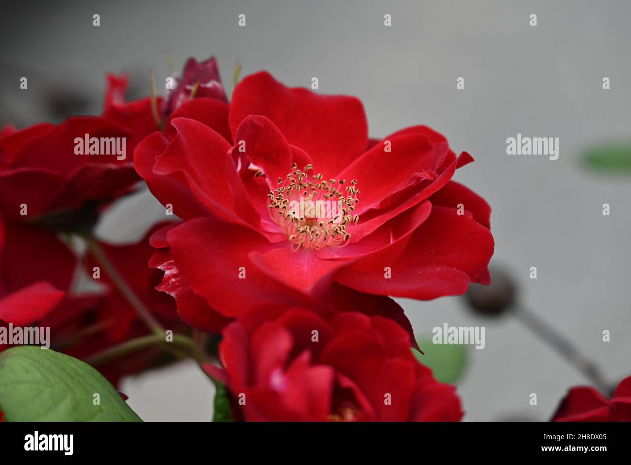 Roses rouges sauvages et perfekt en Allemagne Banque D'Images