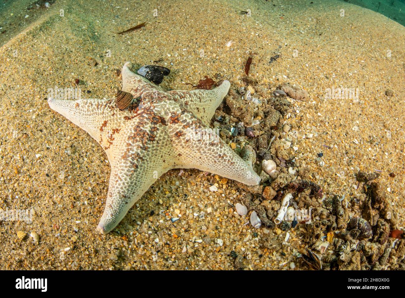 Une étoile de mer blanc pâle sur un banc de sable à la plage de San Carlos dans la baie de Monterey, en Californie. Banque D'Images