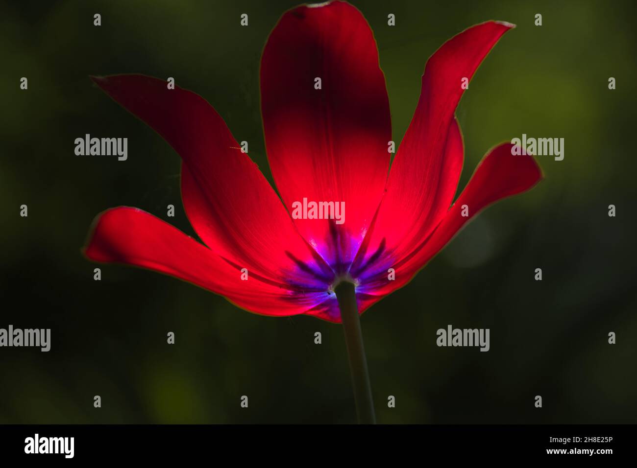 Gros plan d'une fleur rouge et violette avec un arrière-plan flou Photo  Stock - Alamy