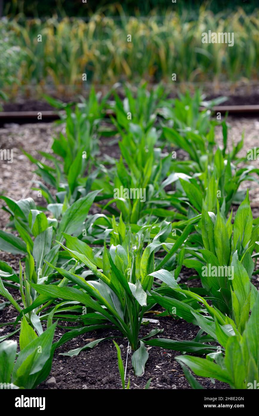 Scorzonera hispanica,noir salsifis,feuilles,feuillage,jeunes plantes,jardin,fessant,planté,jardin,allotement,RM Floral Banque D'Images