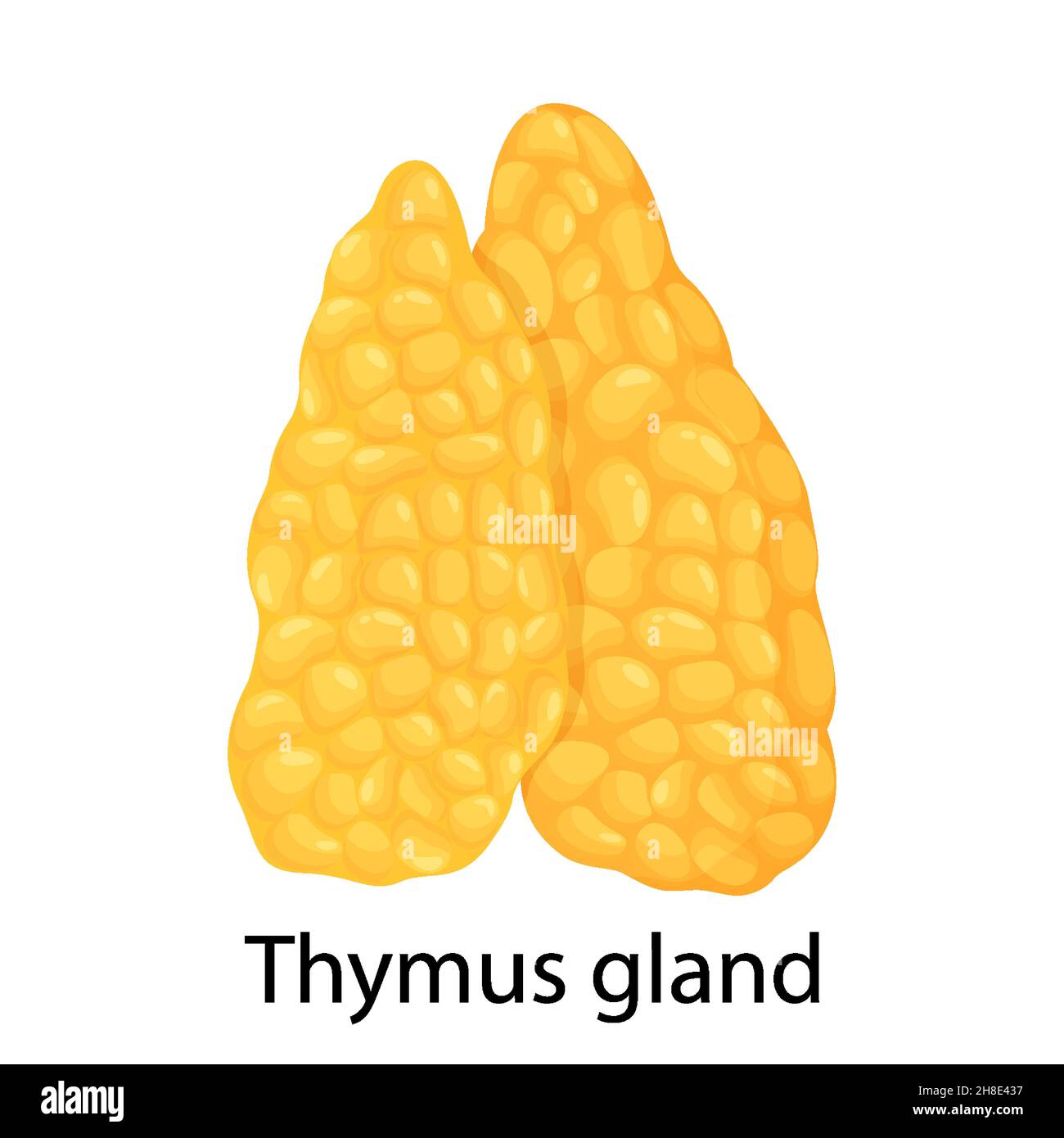 Icône de couleur de la glande hématopoïétique primaire