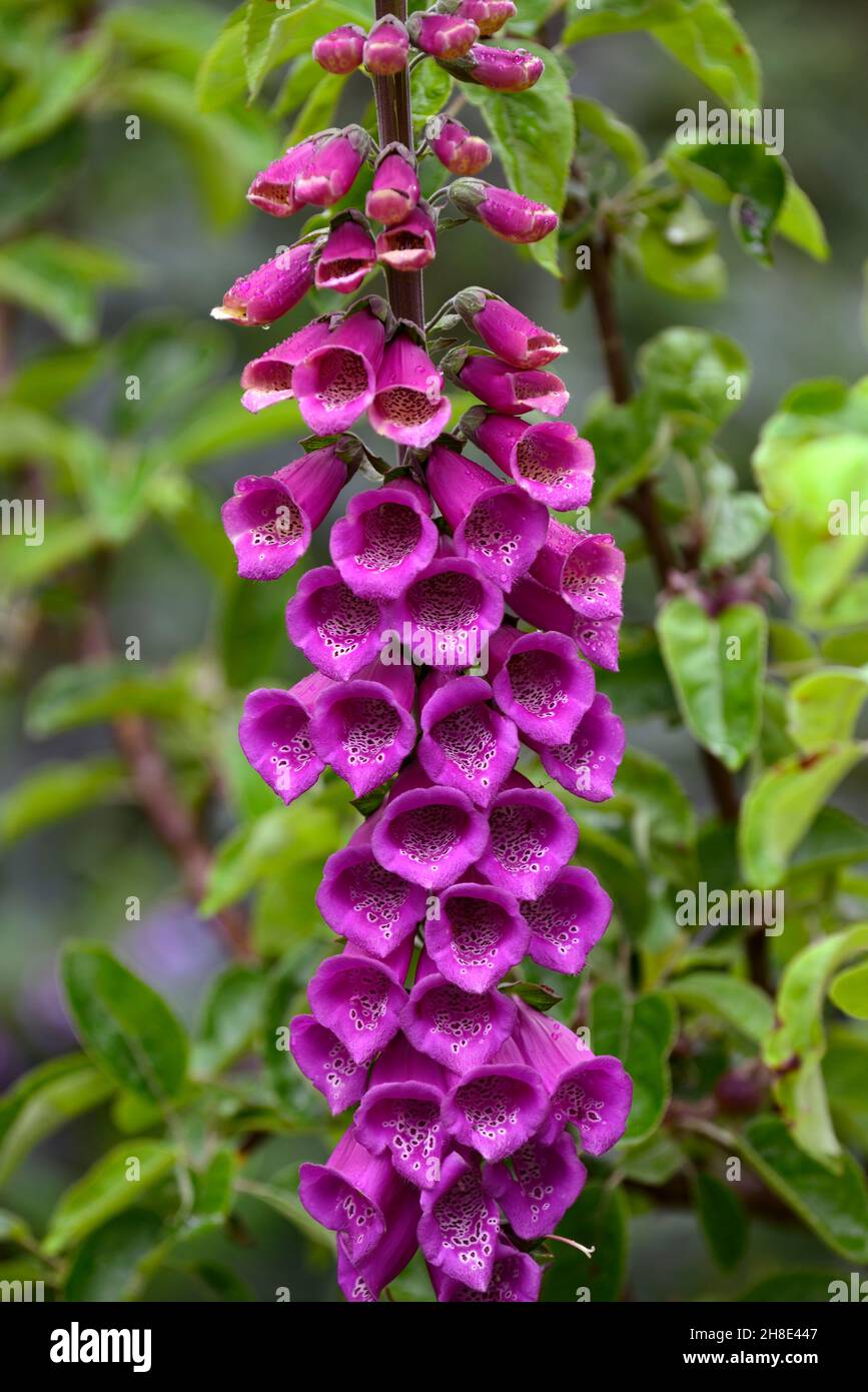 Digitalis purpurea,foxglove,foxgloves,pourpre fleur pointes,violet fleurs,jardin,RM Floral Banque D'Images