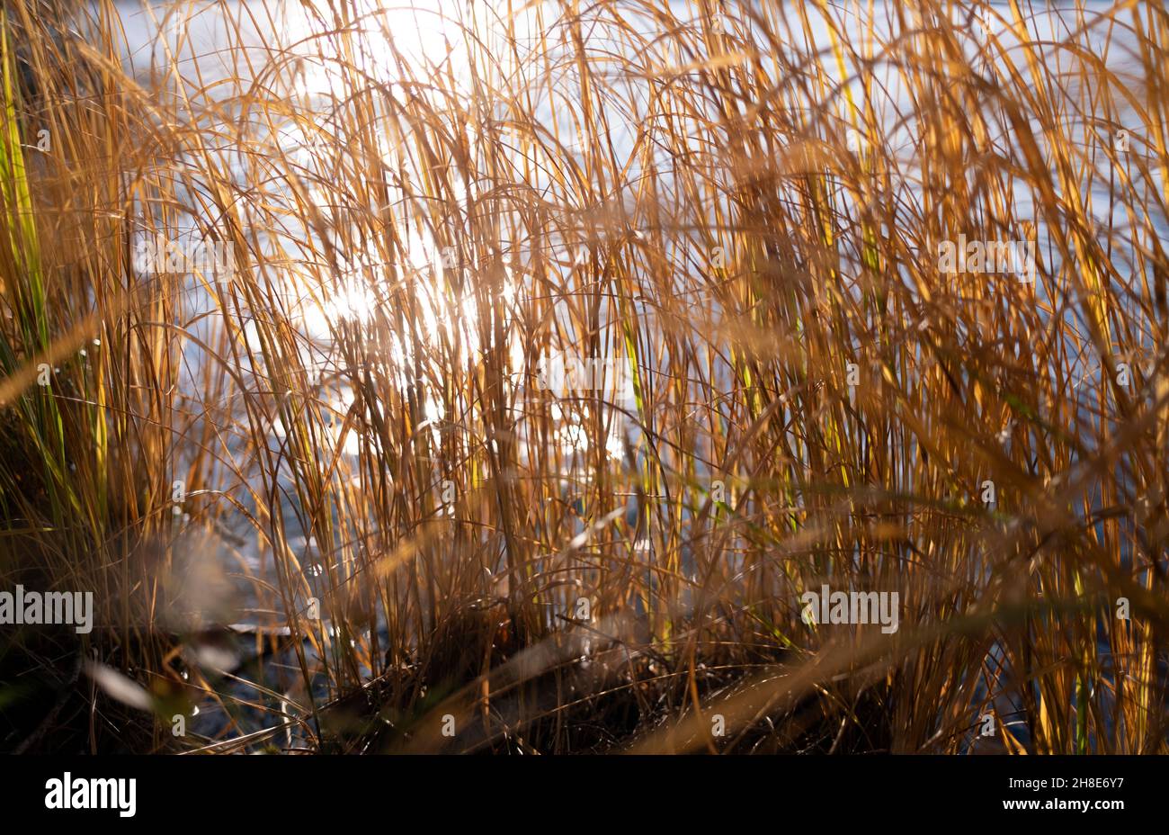 Soleil qui brille à travers les roseaux communs dans le lac Melnezers Kemeri National Park Lettonie Banque D'Images