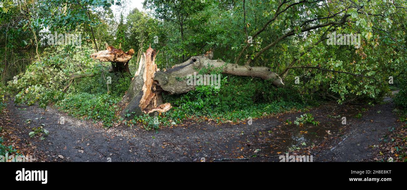 Un chêne tombé et fendu endommagé par la tempête bloquant un chemin sur Southampton Common.Hampshire, Angleterre. Banque D'Images