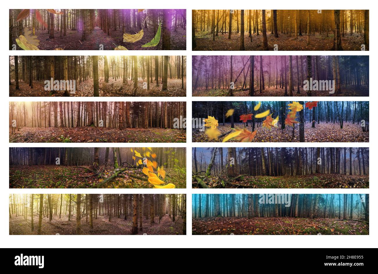 Feuilles d'automne tombant à la terre dans paranormal étranger forêt d'automne pour l'arrière-plan de bannière Web d'horreur.Ensemble de bandeaux Web panoramiques. Banque D'Images