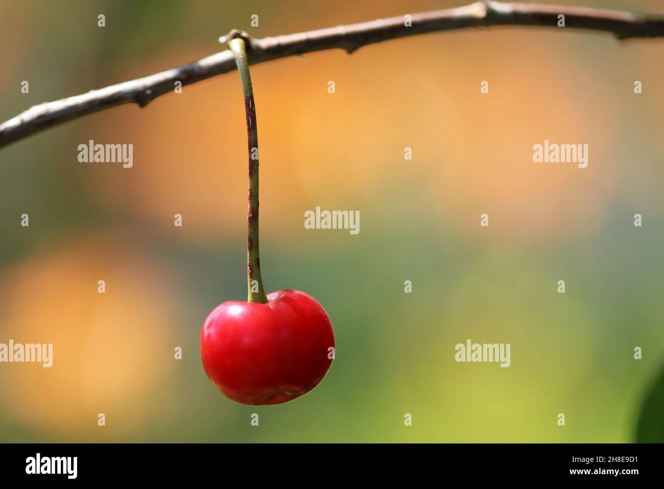 Une seule baie mûre de cerise accrochée à une branche d'arbre.Arrière-plan flou. Banque D'Images