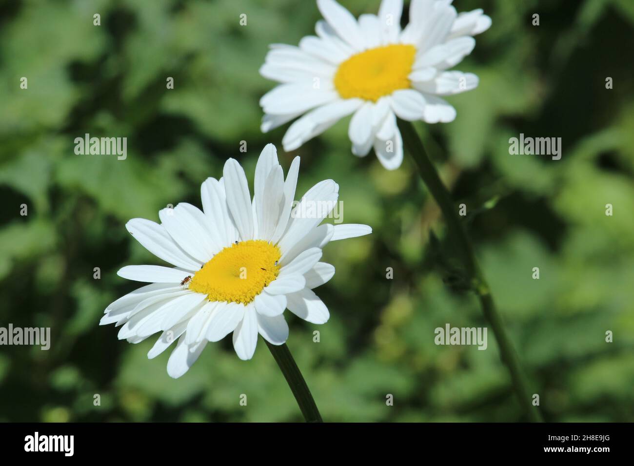 Fleurs de camomille blanches sur fond vert.Matricaria. Banque D'Images