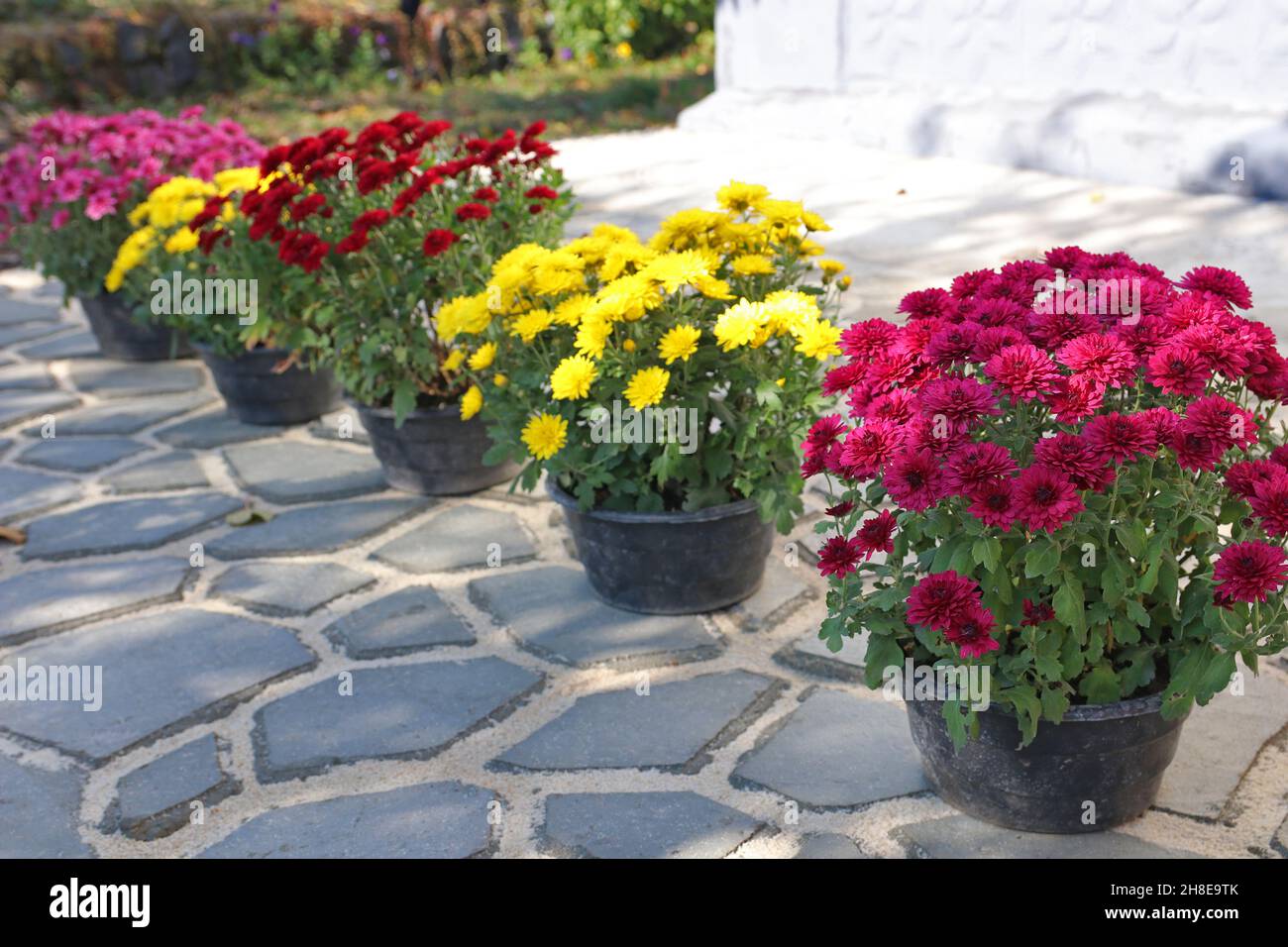 Chrysanthèmes multicolores dans des pots de fleurs près d'une maison rurale.Aménagement paysager.Mise au point sélective. Banque D'Images