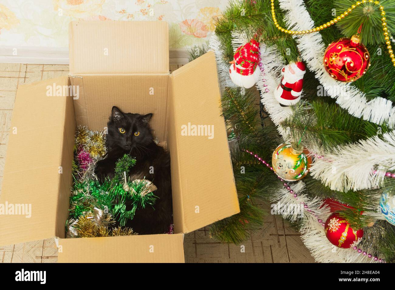 Chat dans une boîte en carton avec guirlande festive, cadeau. Banque D'Images