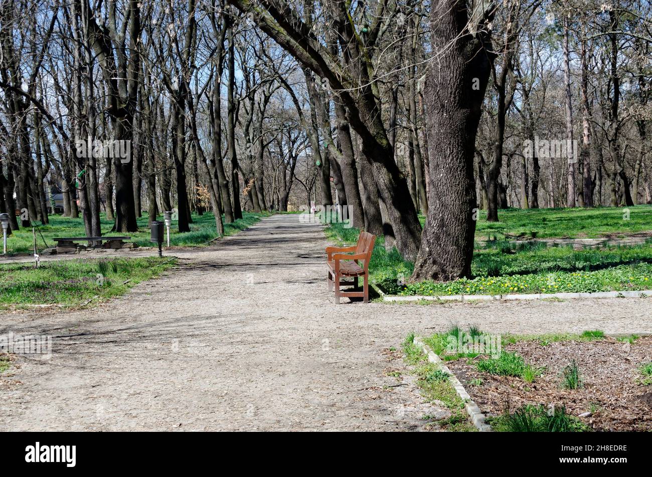 Vue fraîche du début du printemps dans la forêt du parc avec de l'herbe verte nouvelle, Sofia, Bulgarie Banque D'Images