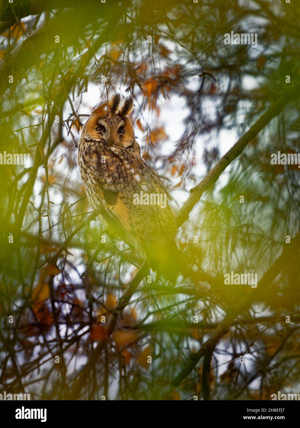 Hibou à longues oreilles - ASIO otus oiseau assis sur la branche de bouleau avec ses yeux magiques en automne, feuilles jaunes sur l'arbre. Banque D'Images