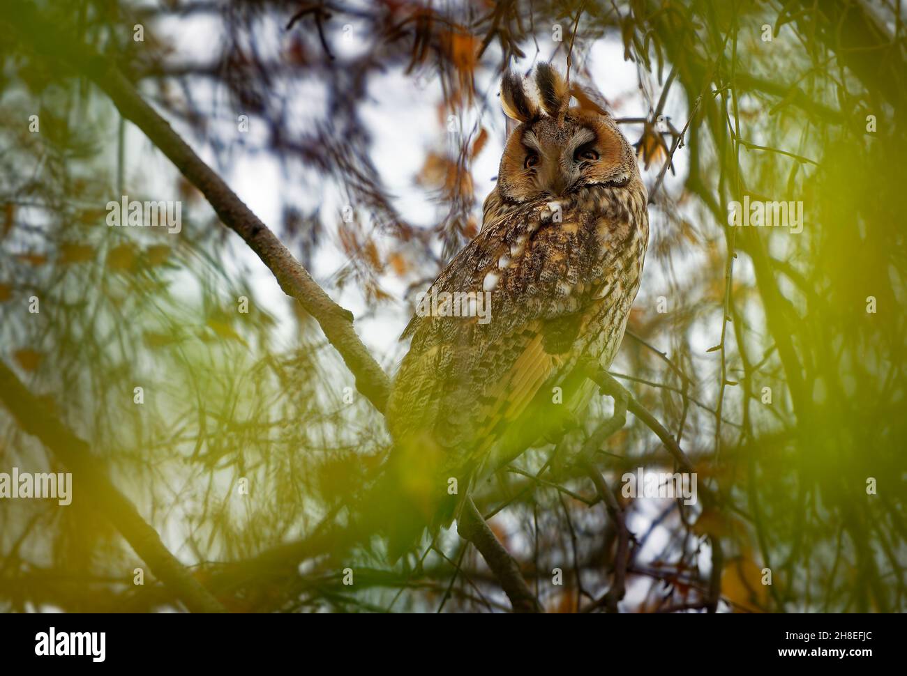 Hibou à longues oreilles - ASIO otus oiseau assis sur la branche de bouleau avec ses yeux magiques en automne, feuilles jaunes sur l'arbre. Banque D'Images