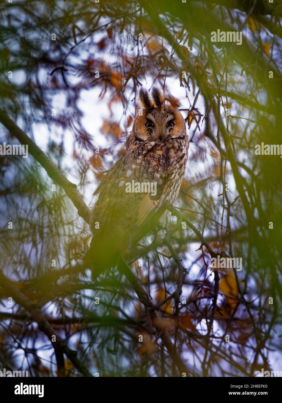 Hibou à longues oreilles - ASIO otus oiseau assis sur la branche de bouleau avec ses yeux magiques en automne, feuilles jaunes sur l'arbre. Banque D'Images