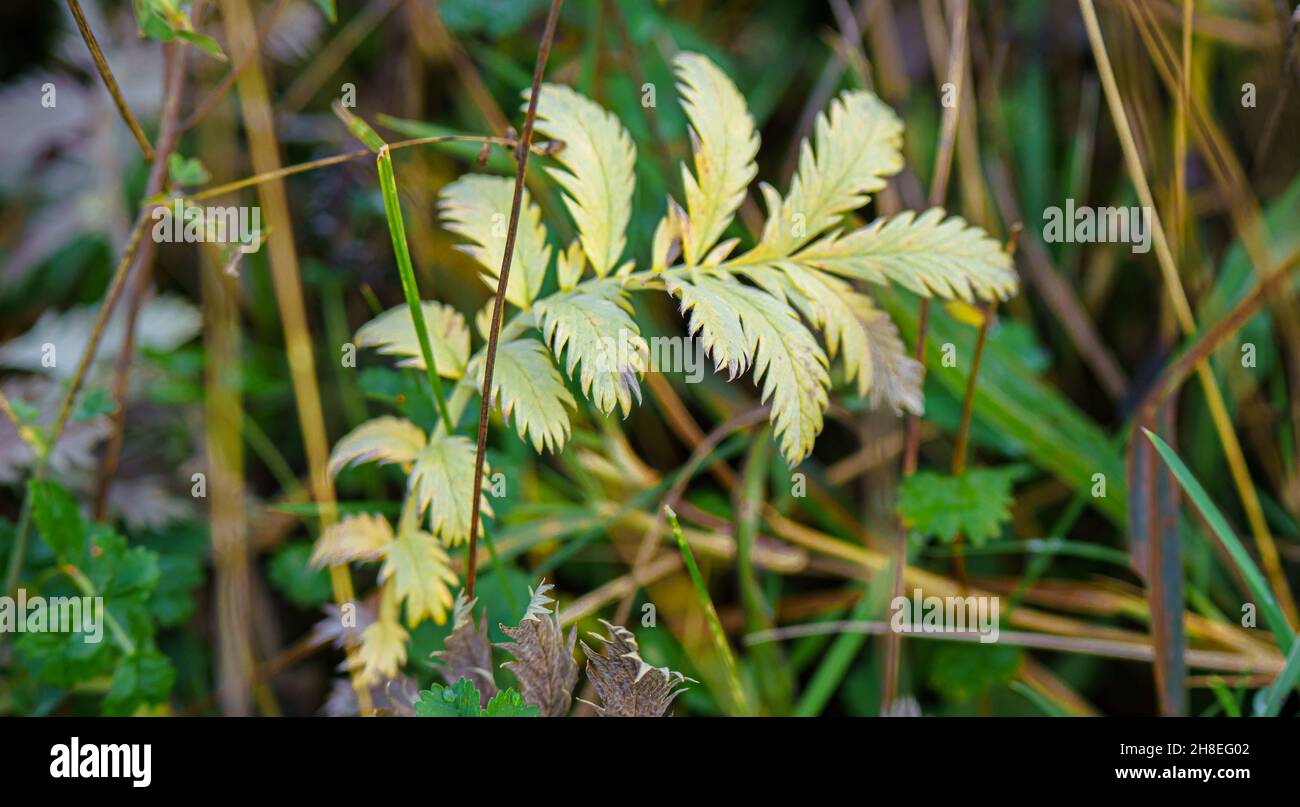 L'herbe à soie sauvage (Potentilla anserina) à la fin de l'automne, pousse dans les prairies de Chalkland de Salisbury Plain, Wiltshire, Royaume-Uni Banque D'Images