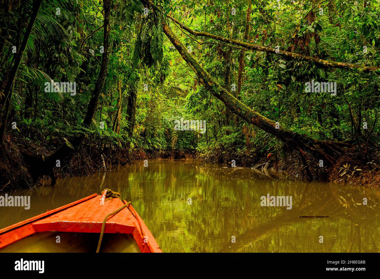 Navigation le long du ruisseau Sucusari, un affluent du fleuve Napo, dans la réserve de Sucusari de la forêt tropicale de l'Amazone péruvienne Banque D'Images