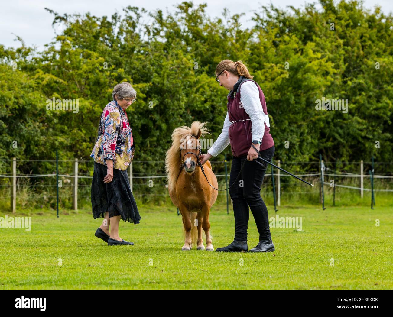 Femme avec poney Shetland jugée lors d'un événement équestre d'été en plein air, East Lothian, Écosse, Royaume-Uni Banque D'Images