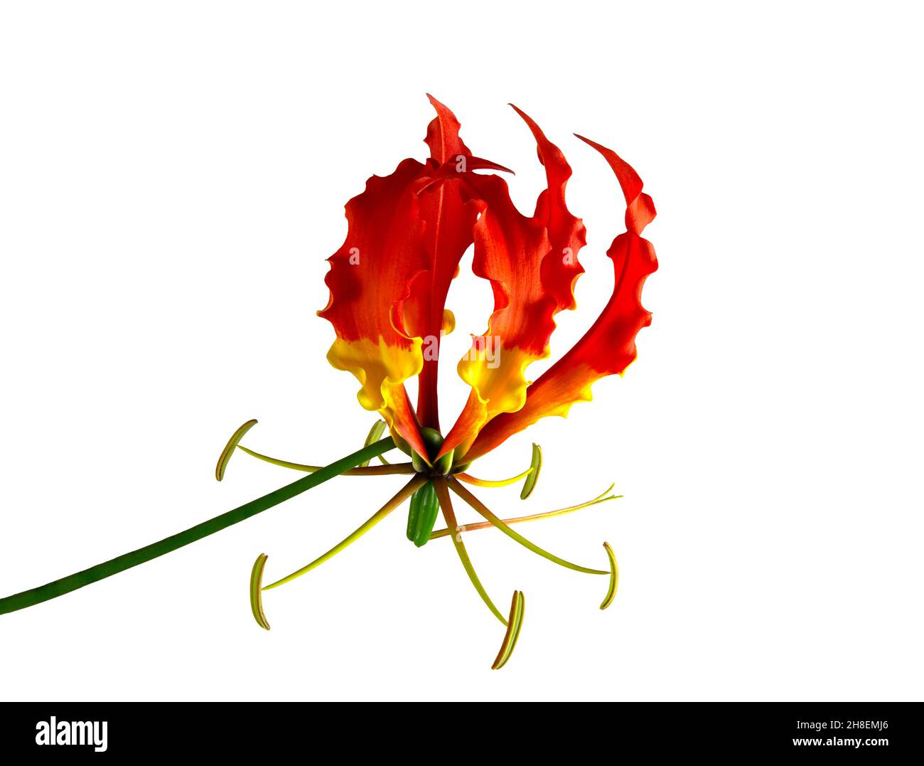 Vue d'une fleur de lys de gloire, Gloriosa superba, une plante vivace toxique qui pousse à partir d'un rhizome charnel Banque D'Images