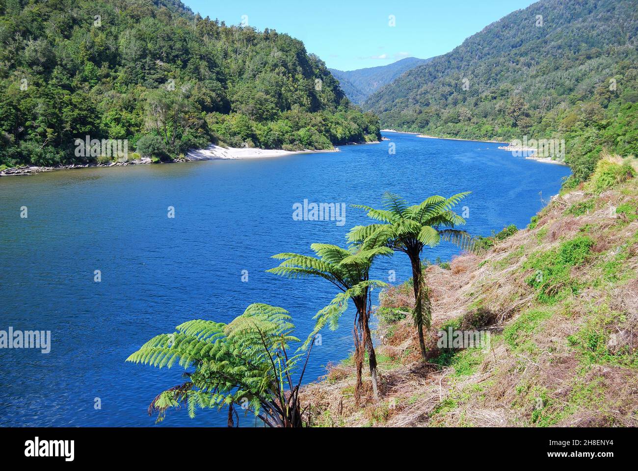 Buller Gorge inférieure Scenic Reserve, West Coast, South Island, New Zealand Banque D'Images