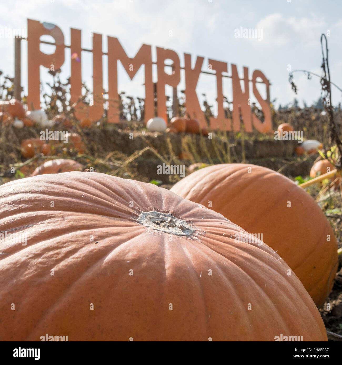 Citrouilles avec panneau de citrouille derrière Banque D'Images