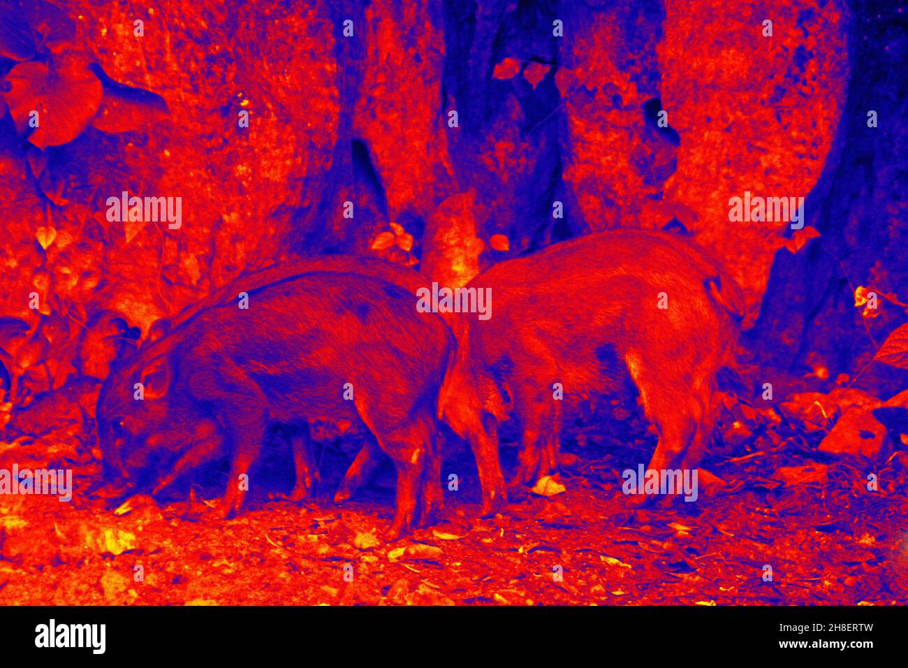 Sanglier dans la caméra thermique scientifique de haute technologie en forêt. Animaux et température dans des conditions cachées. Chasse au gros gibier dans un appareil infrarouge Banque D'Images