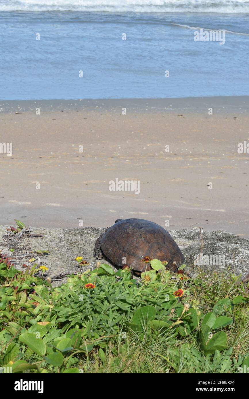 Une grande tortue Gopher donne sur la plage. Banque D'Images