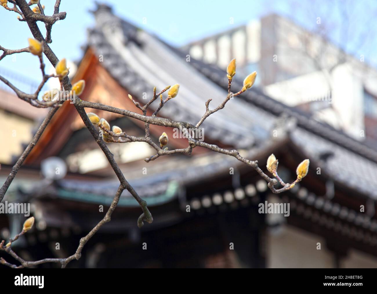 Seishokoji temple situé dans le parc Hamacho à Chuo City, Tokyo est un petit temple en bois dédié à Kiyomasa Kato, un vassal de Hideyoshi Toyotomi. Banque D'Images