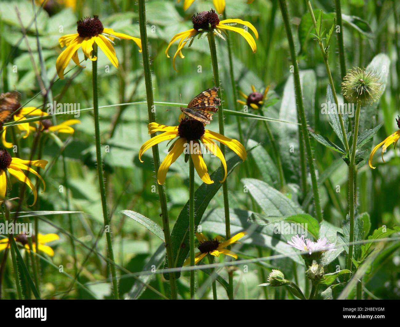 Un papillon en lambeaux se trouve sur une fleur jaune. Banque D'Images
