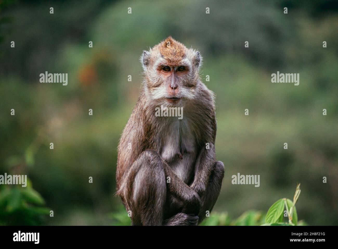 Monkey d'Indonésie, situé à Yogyakarta.C'est l'espèce Macaca fascicularis.Mammifères qui incluent dans primate. Banque D'Images