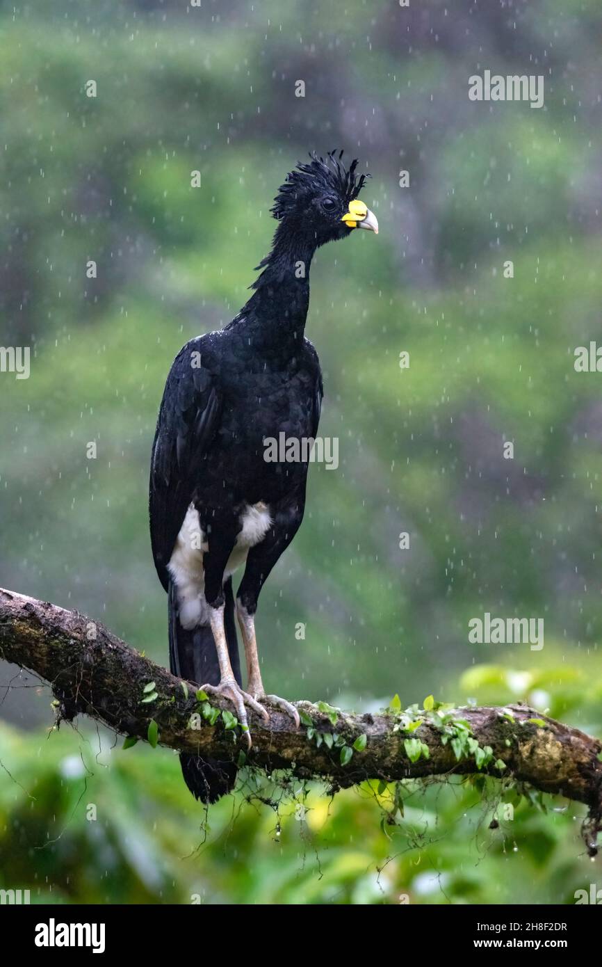 Grand Curassow masculin (Crax rubra) sous la pluie - la Laguna del Lagarto Lodge - Boca Tapada, San Carlos, Costa Rica Banque D'Images