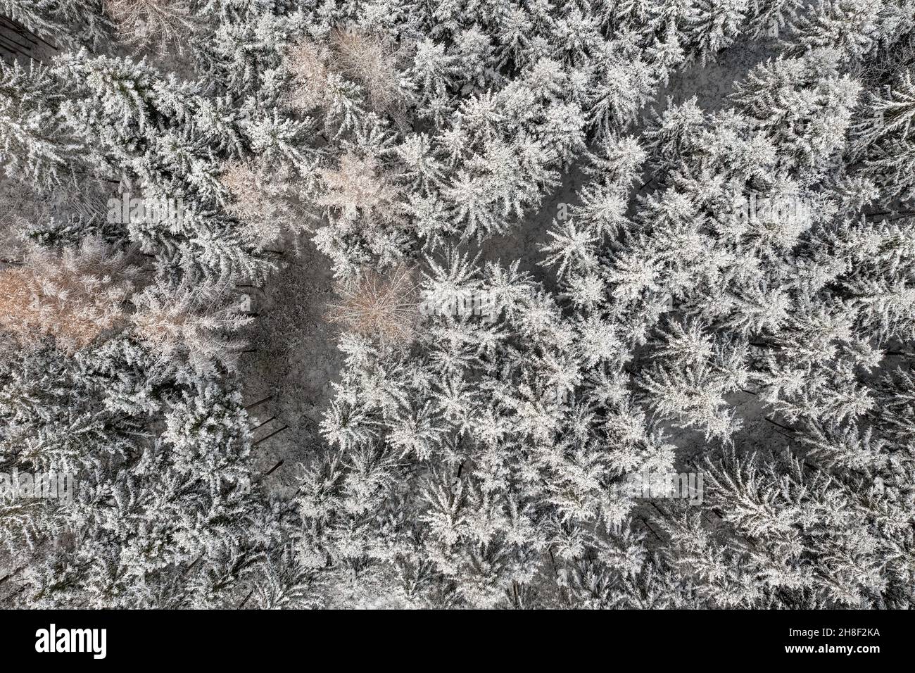 Des conifères hivernaux provenant d'une photo aérienne de haut en bas, sur fond d'hiver authentique. Banque D'Images