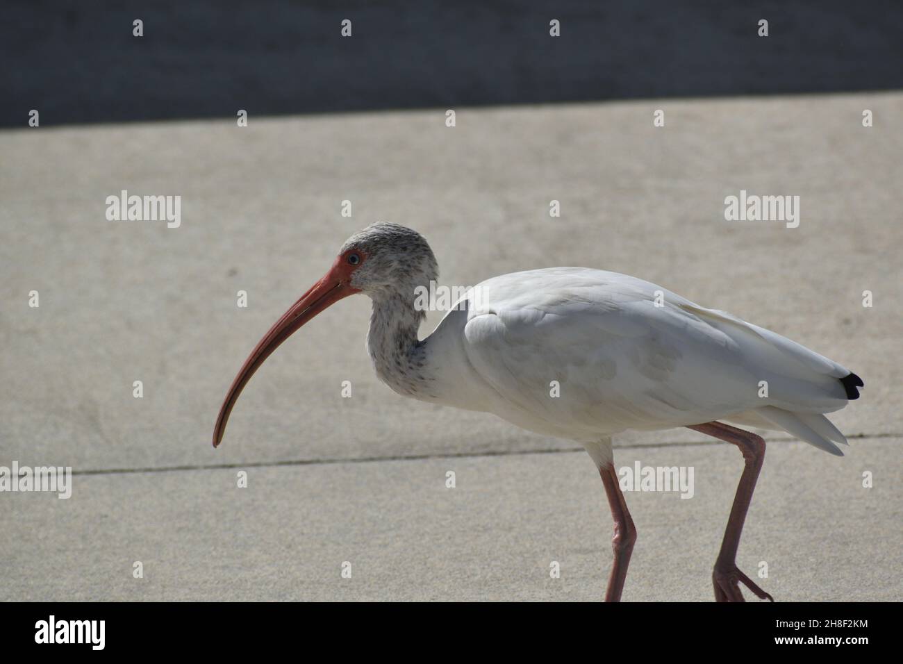 Gros plan de White Ibis avec long bec rougeâtre incurvé. Banque D'Images
