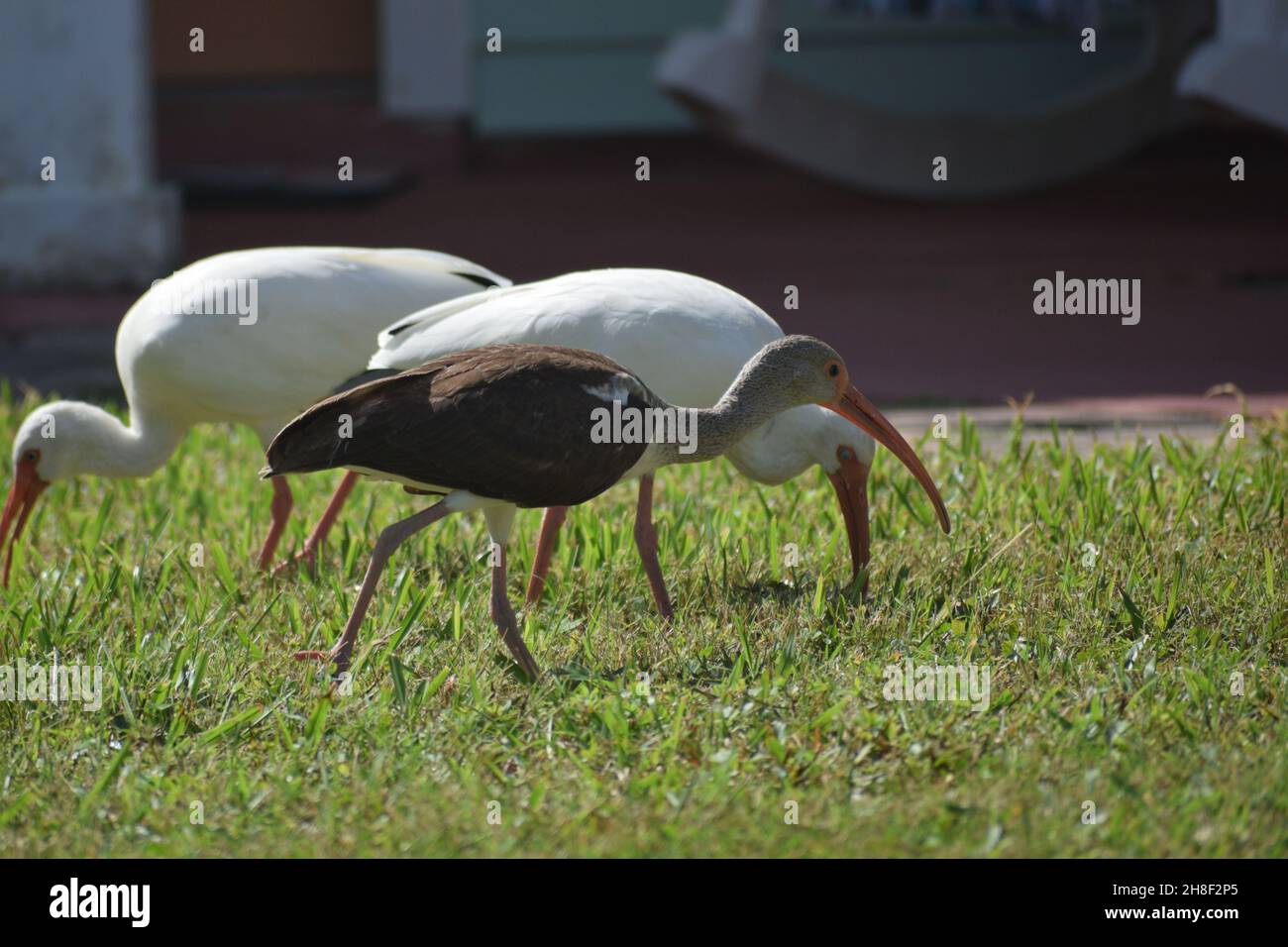 Un Ibis brillant marron avec un long bec incurvé. Banque D'Images