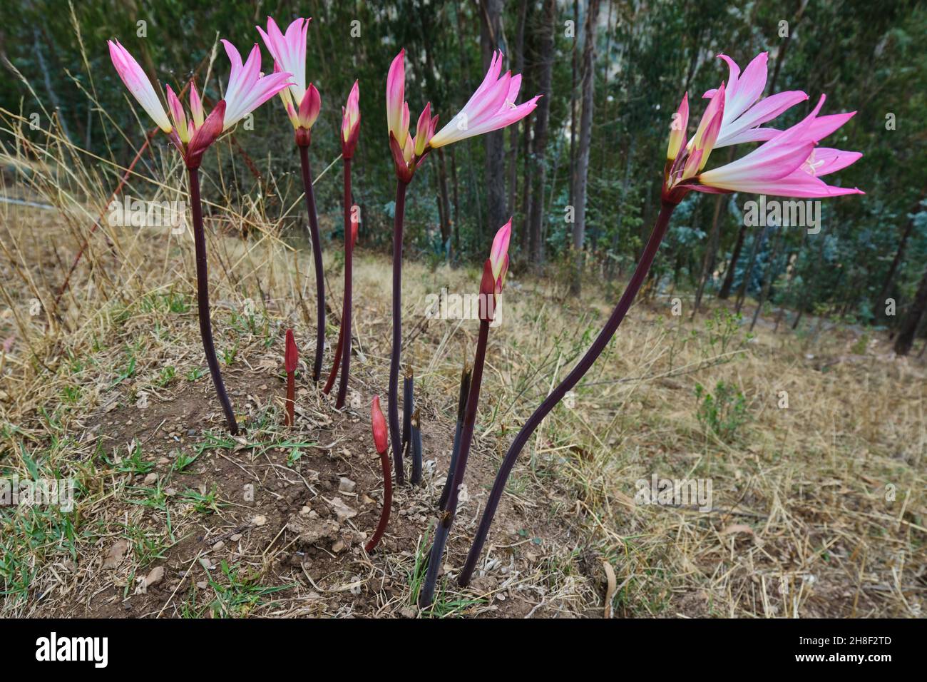 Azucena rosa (Amaryllis belladonna Photo Stock - Alamy Azucena rosa (Amaryllis belladonna Photo Stock - Alamy