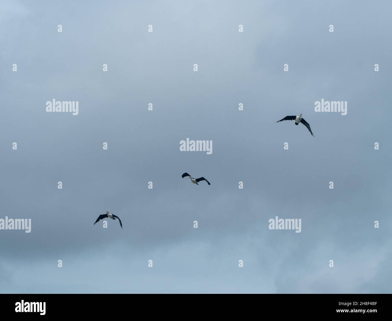 Trois pélicans australiens volant dans une rangée, en haut dans le ciel gris nuageux, Australie Banque D'Images