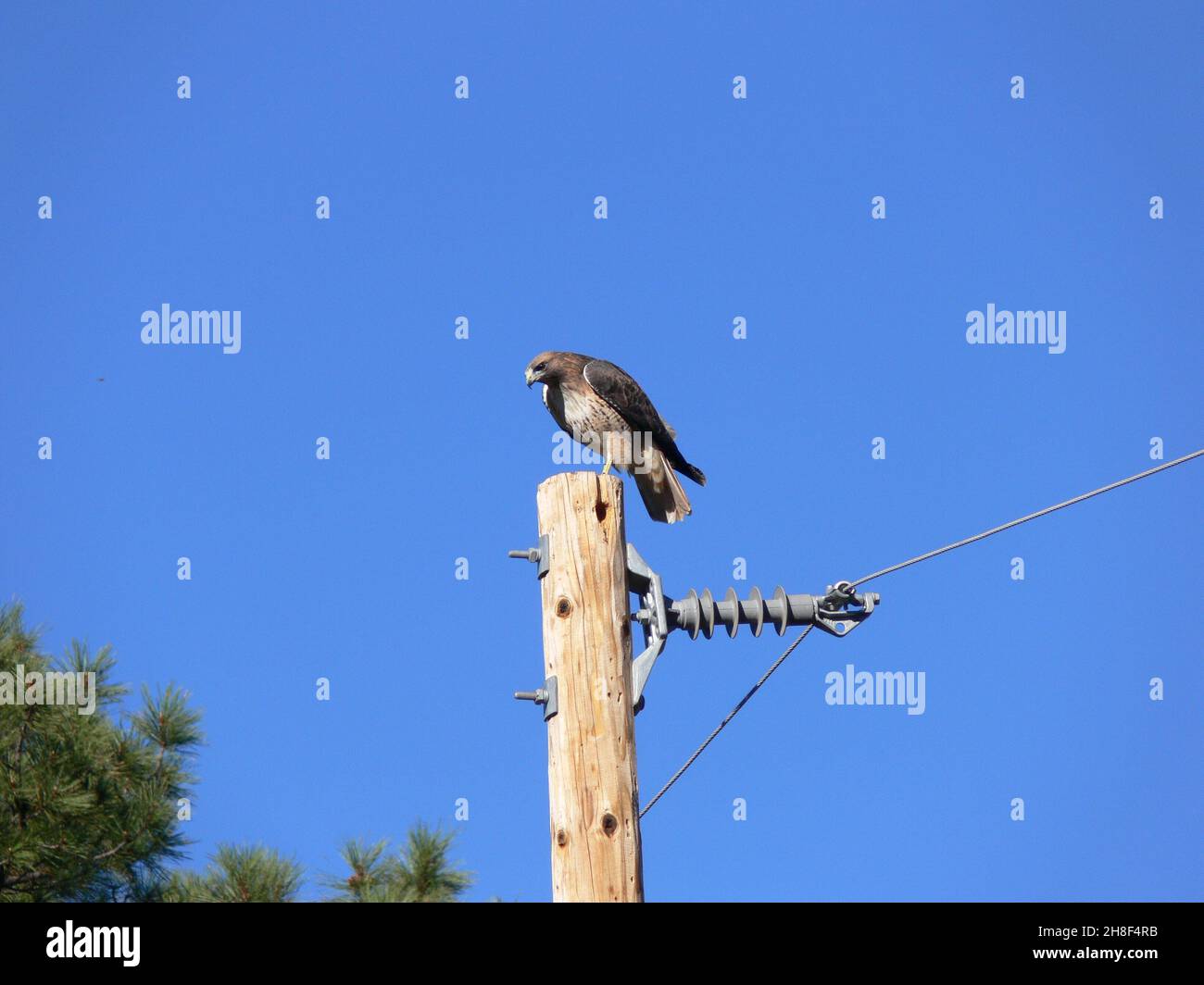 Un Cooper's Hawk se trouve à même un poteau électrique. Banque D'Images