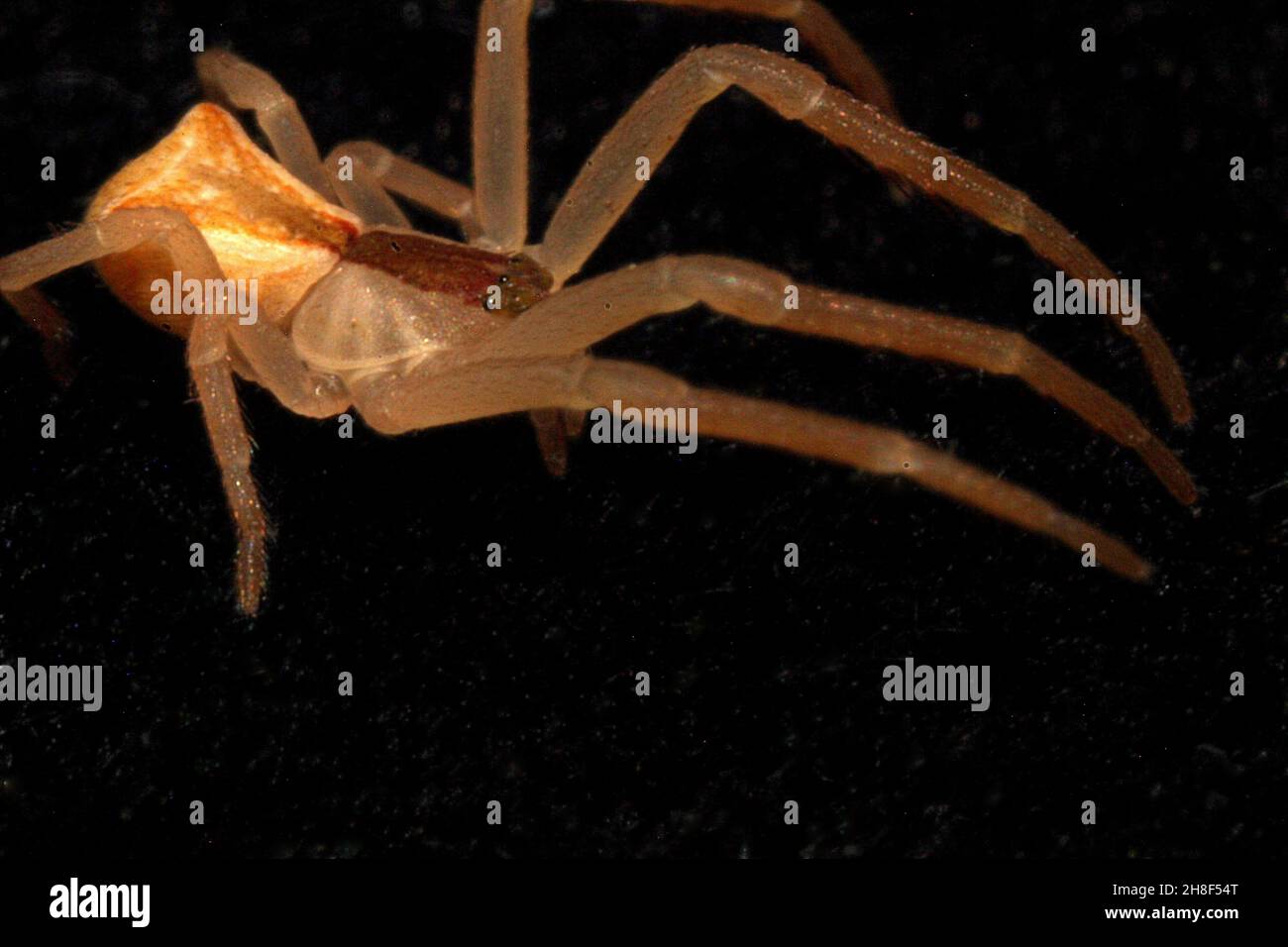 Araignée de crabe à extrémité carrée (Sidymella sp.) Banque D'Images